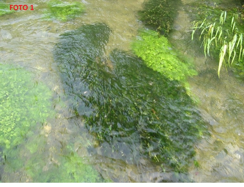 Ranunculus da determinare